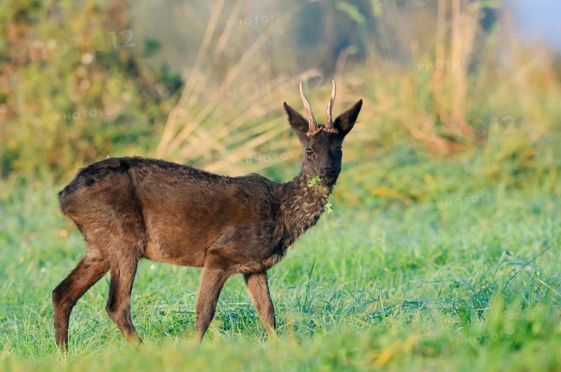 European roe deer (Capreolus capreolus), black roebuck standing in a meadow and eating, Lower Saxony, Germany