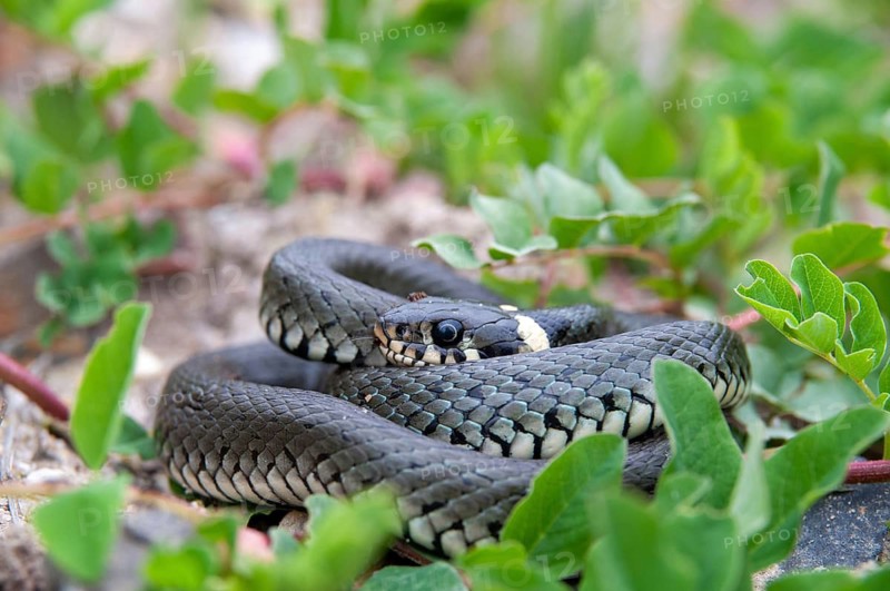2010, Brandenburg, Germany, grass snake, Nabu, national natural heritage, Natrix Natrix, natural paradise Grünhaus, grass snake, post-mining landscape, critters, greenhouse, reptilia, reptiles, ringed snake, snakes, snakes, water snake