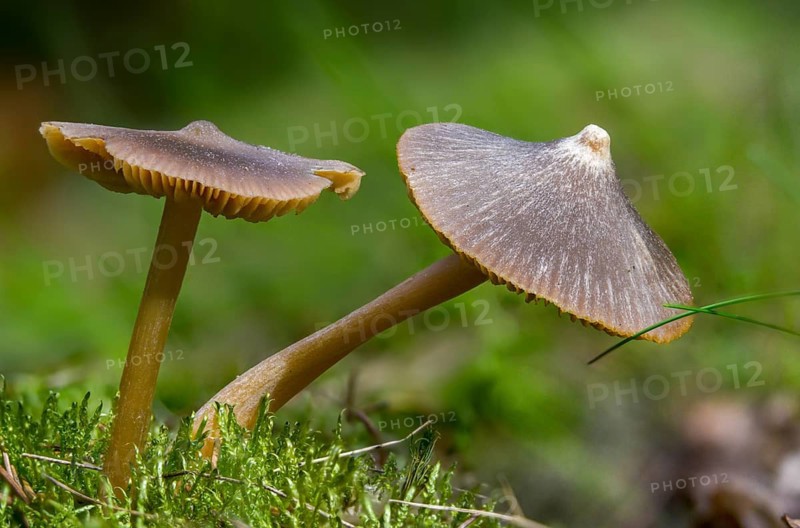 Entoloma cucullatum, entoloma vernum, spring poisonous rotling, spring bellling, fearsome spring bellling, striped spring redling, rhodophyllus cucullatus, rhodophyllus vernus, fungi, fungus, mushrooms