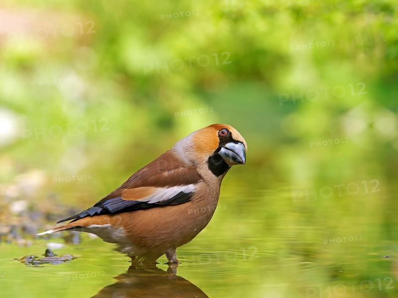 Hawfinch (Coccothraustes coccothraustes), male standing in shallow water, Solms, Hesse, Germany