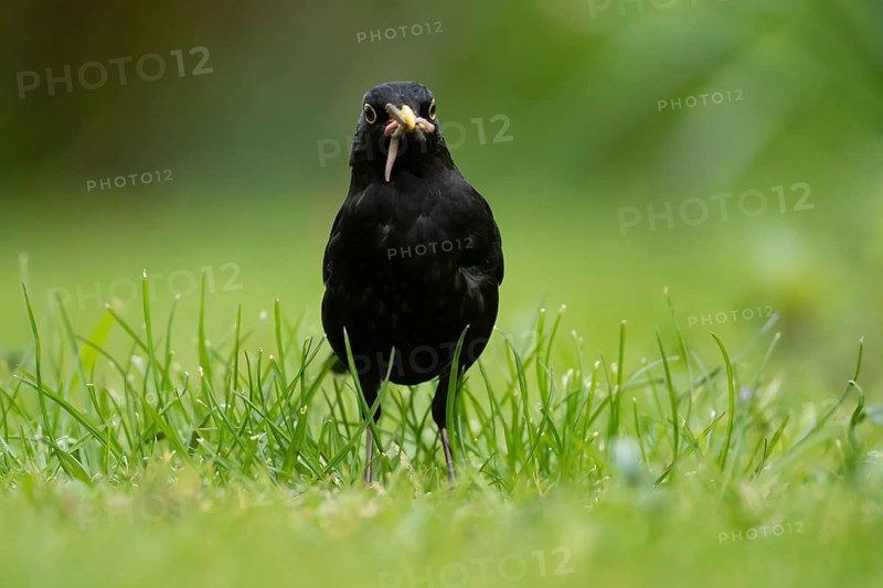 Eurasian blackbird (Turdus merula) adult male bird collecting grubs and worms for food on a garden grass lawn in spring, England, United Kingdom