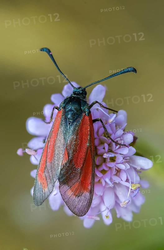 Beaver ram, blood droplet burnet, thyme ram, zygaena minos, blood droplets, butterfly, high size, portrait format, insects, moths, moths, moth, butterfly, ram