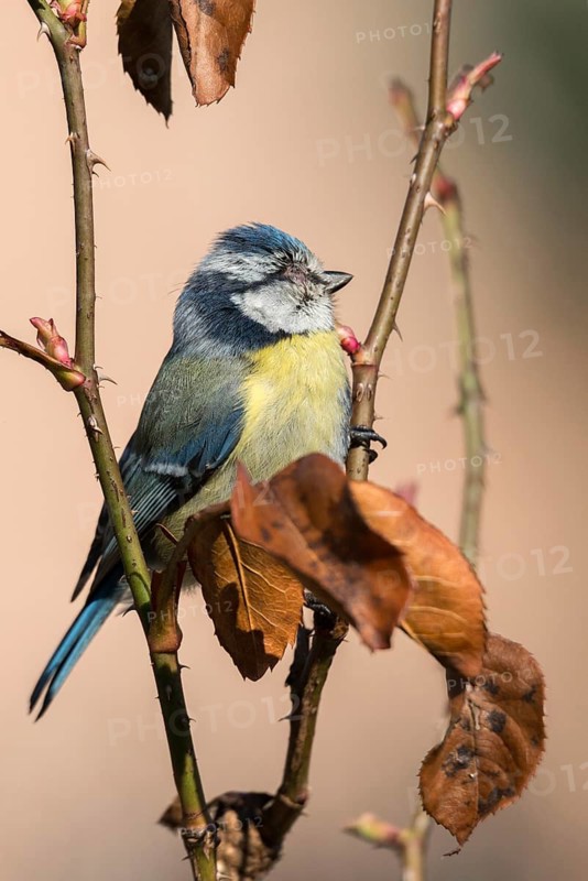 Blue tit, parus caeruleus, birds, high size, portrait format, sick, tit, passeri, songbirds, songbirds, tits, injured, injury, birds