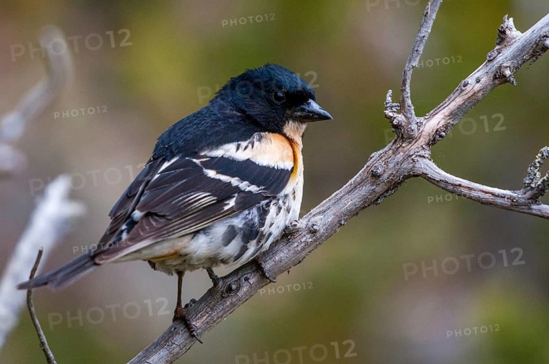 Mountain finch, brambling, Finland, fringilla montifringilla, birds, male, passeri, songbirds, birds