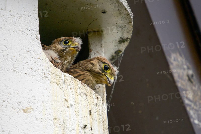 Falco tinnunculus, Common Kestrel, kestrel, birds, falcon, falconiformes, falcons, birds of prey, hawk, adolescent, young bird, juvenile, nesting box, raptors, birds