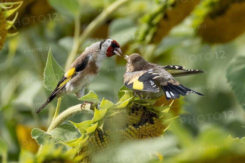 European goldfinch (Carduelis carduelis) adult parent bird feeding a juvenile baby fledgling on a sunflower seedhead in a field of sunflowers, England, United Kingdom