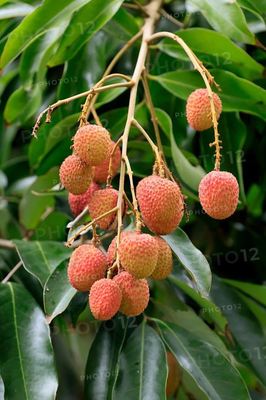 Lychee tree (Litchi chinensis), lychee tree, fruit, ripe, on the tree, foliage, Monzi, KwaZulu-Natal, South Africa