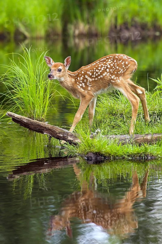 White-tailed deer (Odocoileus virginianus), Minnesota, USA. A young fawn balances carefully on a tree trunk overlooking a lake