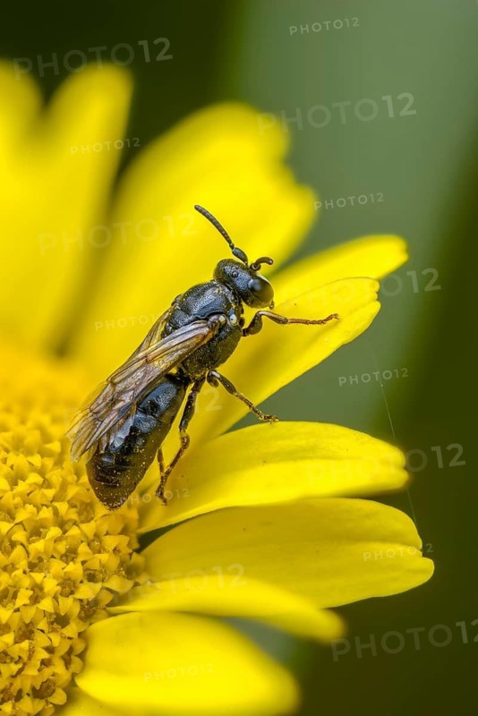 Anthophila, apiforms, bees, hylaeus, hylaeus nigritus, hymenoptera, mask bees, tansy mask bee, high size, portrait format, insects
