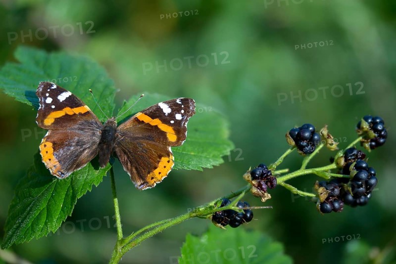 Admiral, Red Admiral, Vanessa Atalanta, Butterfly, Insects, Butterfly, Butterflies