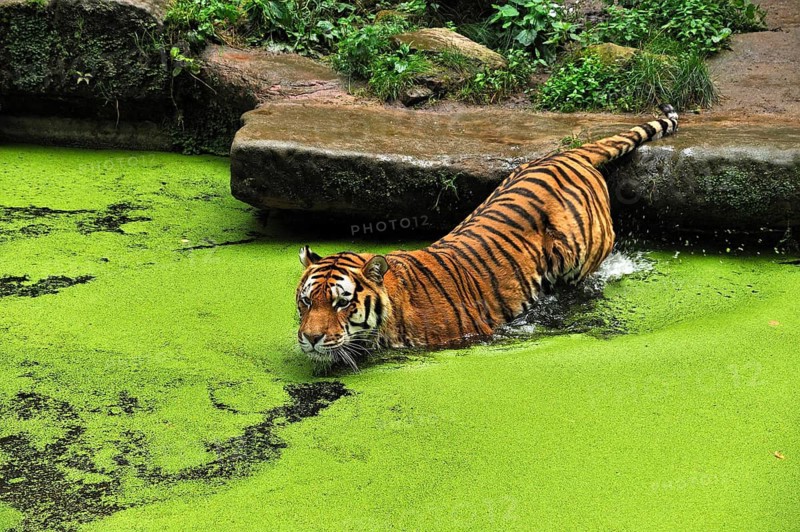 Siberian tiger (Panthera tigris altaica) in a moat with common duckweed (Lemna minor), Nuremberg Zoo, Am Tiergarten 30, Nuremberg, Middle Franconia, Bavaria, Germany