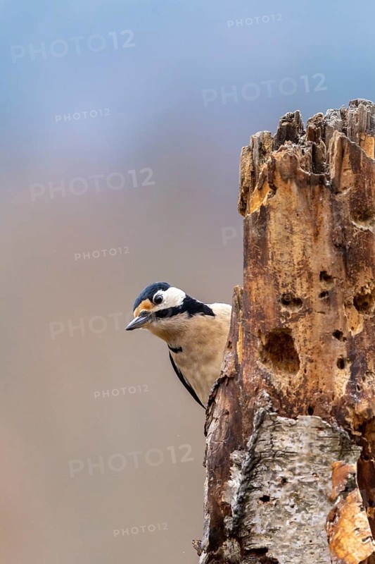 A woodpecker peeks out from behind a tree trunk against a blue sky, Great Spotted Woodpecker (Dendrocopos major) on a tree trunk, male, Baden-Württemberg, Germany