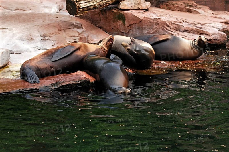 Sea lion, Zalophus californianus, am Beckenrand, Tierpark Nürnberg, Am Tiergarten 30, Nuremberg, Middle Franconia, Bavaria, Germany