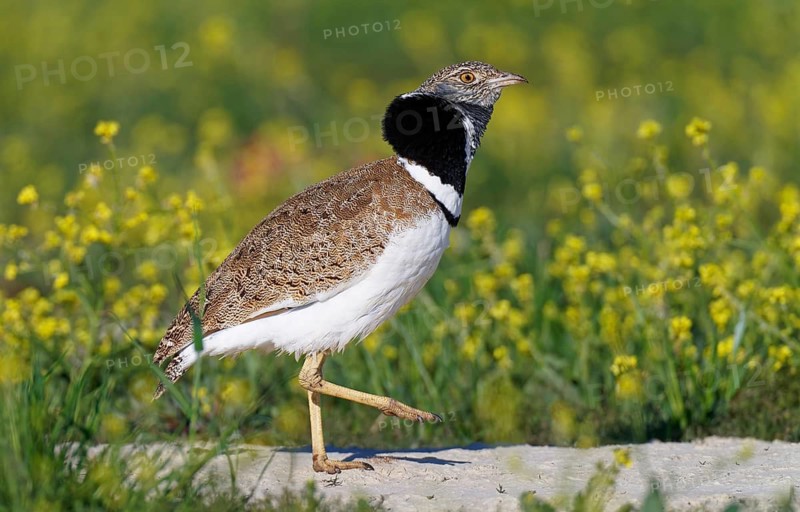 Little Bustard (Tetrax tetrax), at a courtship site amongst a stand of Sharp-seeded Diplotaxis (Diplotaxis virgata), Foot Trampel, Aragon, Spain