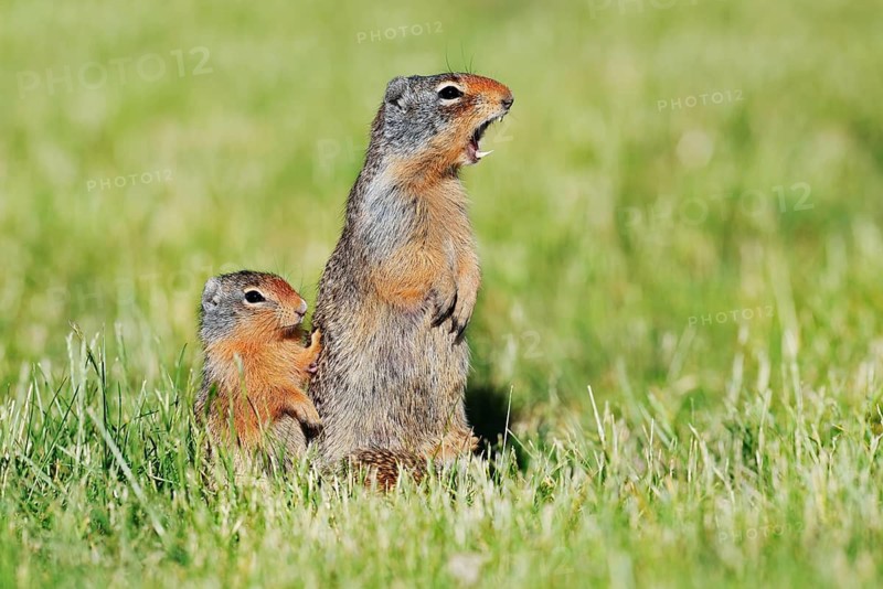 Columbia ground squirrel (Urocitellus columbianus, Spermophilus columbianus), a calling female with a young, Waterton Lakes National Park, Alberta, Canada