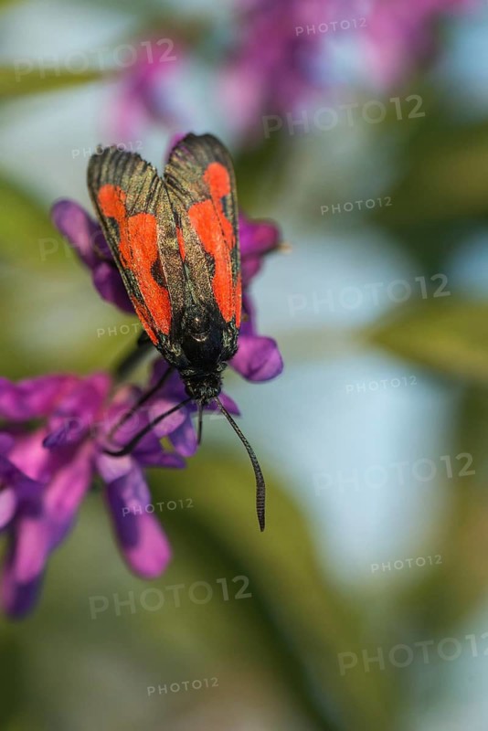 Thyme ram, transparent burnet, zygaena purpuralis, blood droplets, butterfly, high size, portrait format, insects, moths, moths, moths, moths, butterfly, ram