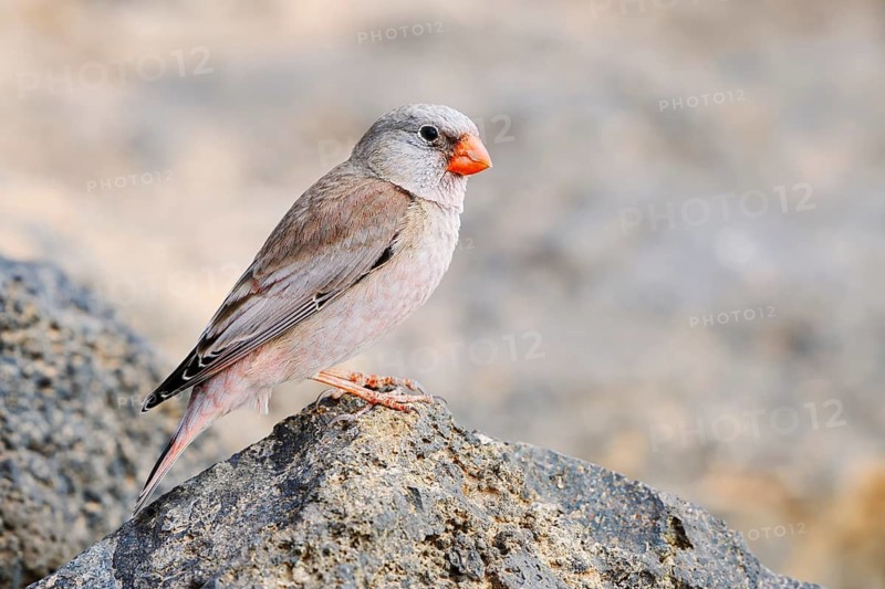 Desert bullfinch (Bucanetes githagineus), male sitting on a stone, Fuerteventura, Canary Islands, Spain
