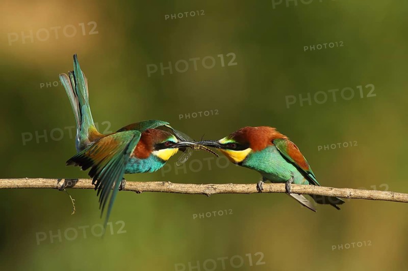 Birds on a branch, looking towards an insect, a bee-eater (Merops apiaster) with a dragonfly in its beak, Palatinate, Germany