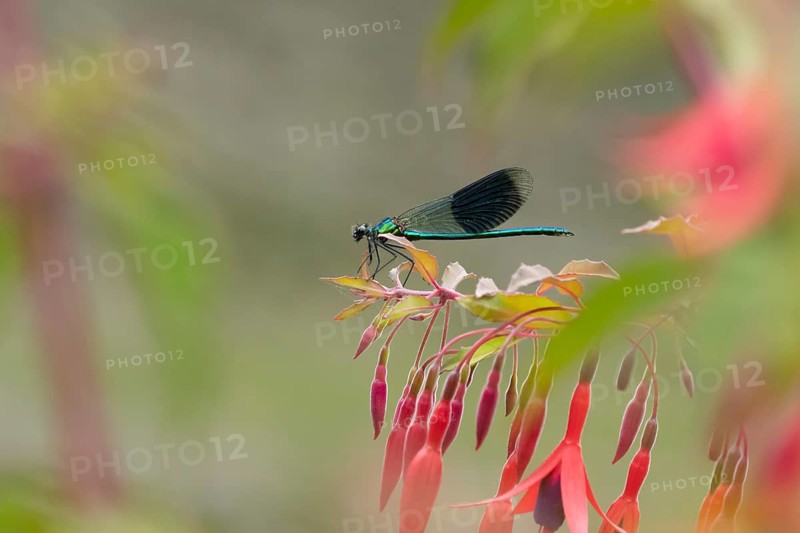 Banded demoiselle damselfly (Calopteryx splendens) adult male insect resting on a garden red fuchsia flower in summer, England, United Kingdom