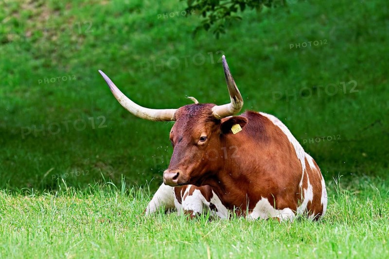 Texas longhorn cow sitting in a meadow, Meienberg, Aargau Canton, Switzerland