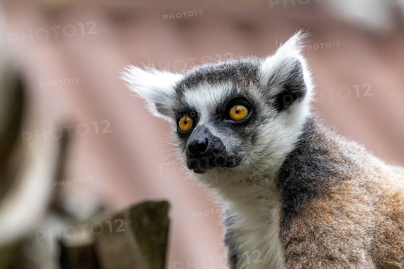 A lemur sits attentively on a piece of wood in a natural setting, ring-tailed lemur (Lemur catta), portrait, in captivity, Apenheul, Netherlands