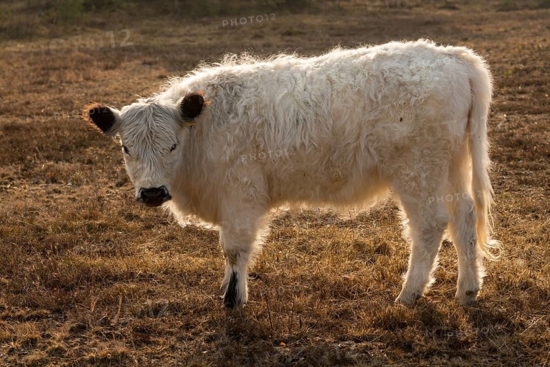 Artiodactyla, Bos Taurus sspec.4, cattle, even-toed ungulate, galloway cattle, galloway cattle, cloven-hoofed, domesticated animals, extensive grazing, pet, heather care, mammals, cattle, mammals