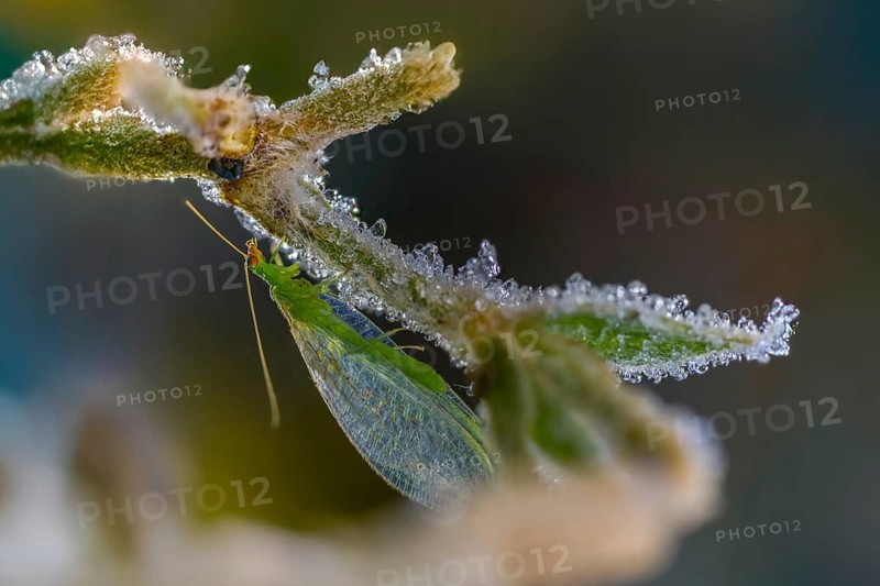 Chrysoperla carnea, lacewing, common lacewing, green lacewing, green lacewing, neuroptera, detail, ice crystals, frost, insects, cold, webwing, hoarfrost, rime, winter