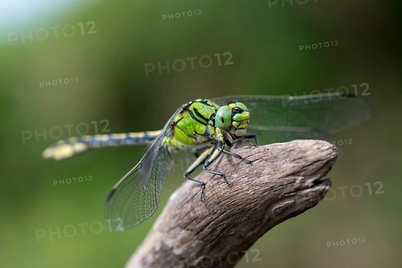 Green culbtail, green snaketail, green wedge, ophiogomphus cecilia, anisoptera, damselflies, dragonflies, insects, dragonflies, odonata