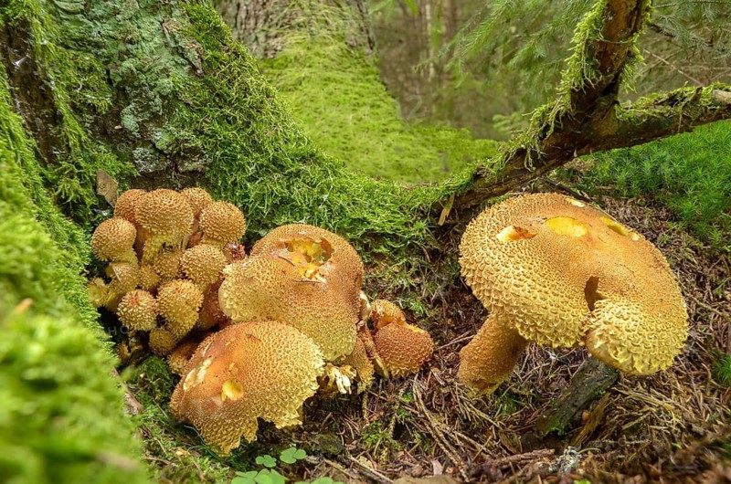 Dryophila squarrosa, Pholiota squarrosa, Pholiota verruculosa, cubs, sparse squeaks, strophariaceae, triplet relatives, fungi, fungi, Scaly pholiota, shaggy scalycap
