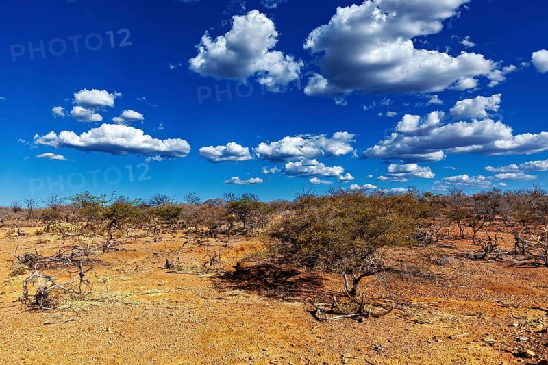 Lonely trees in a dry landscape under a clear, cloudy sky, the thornshrub savanna in the Caatinga countryside in the federal states of Pernambuco and Bahia in Brazil