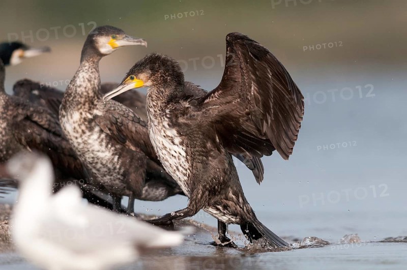 Black shag, cormorant, phalacrocorax carbo, birds, immaturus, not sexually mature, pelecaniformes, ropedes, immature, birds, waterbirds, waterbirds