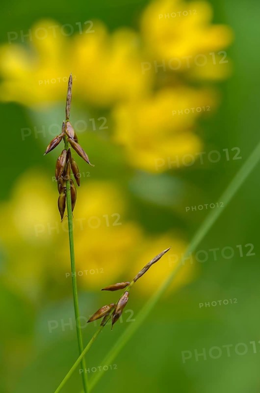 Carex pulicaris, cyperaceae, flea sedge, common yellow willow, common felberich, lysimachia vulgaris, primrose, primulaceae, panicle yellow willow, sour grasses, willow plants, flea sedge, flora, garden loosestrife, gilbweiderich, tall size, plants, plants, yellow loosestrife
