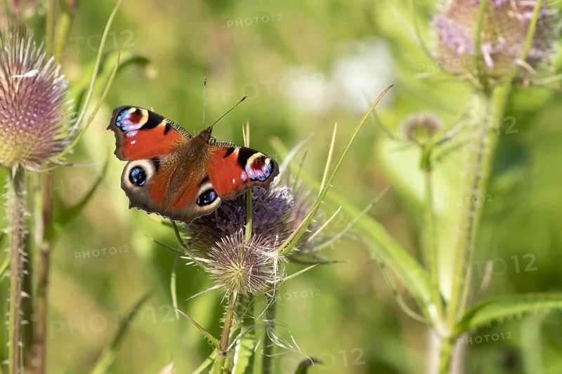 Peacock butterfly (Aglais io) adult insect feeding on a Teasel (Dipsacus fullonum) flower in summer, England, United Kingdom