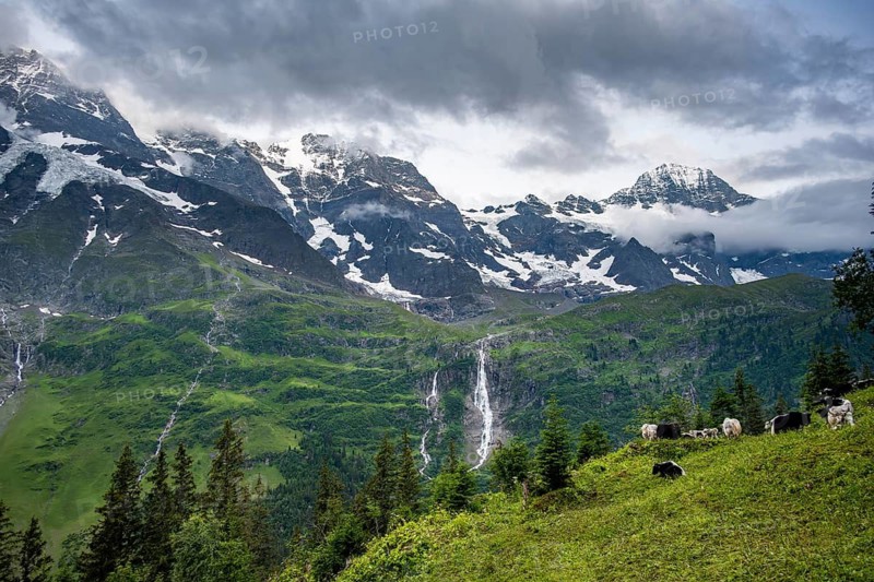 Alpine meadow with a herd of yaks (Bos mutus), picturesque mountain landscape with Schmadribach Falls waterfall, Breithorn mountain peak, Bernese Alps, Bernese Oberland, Switzerland