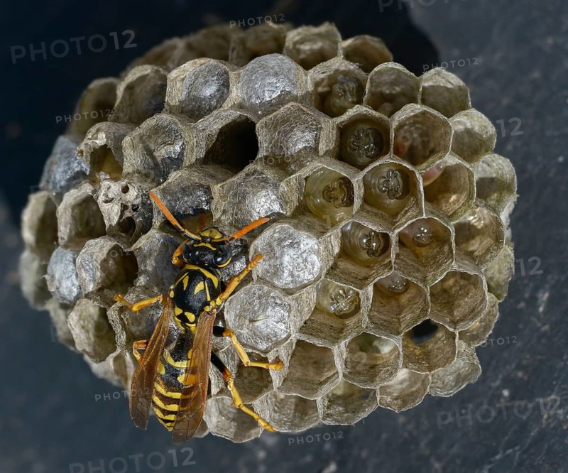Brighter-colored paper wasp, French field wasp, gallic field wasp, house field wasp, hymenoptera, polistes dominula, vespidae, wrinkle wasp, field wasp, insects, nest