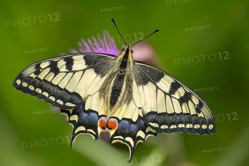 Papilio machaon, swallowtail, swallowtail, butterfly, insects, butterfly, butterflies