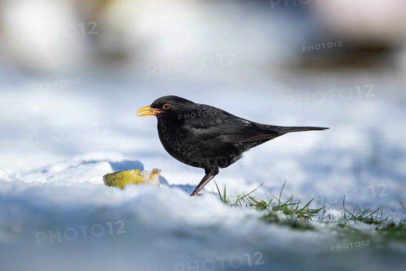 Eurasian blackbird (Turdus merula) adult male garden bird eating fruit on a snow covered lawn in winter, England, United Kingdom