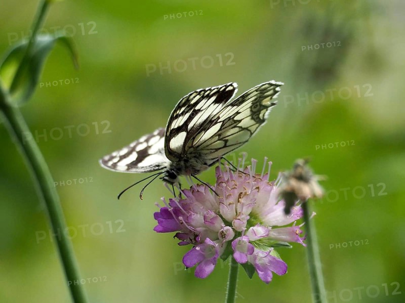 A delicate butterfly, the checkerboard butterfly (Melanargia galathea), perched on a purple flower against a green background, Goms, Canton of Valais, Switzerland