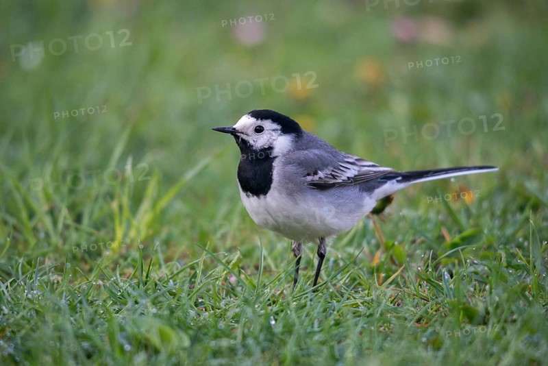 Wagtail, Motacilla Alba, White Wagtail, Birds, Passeri, Songbirds, Birds