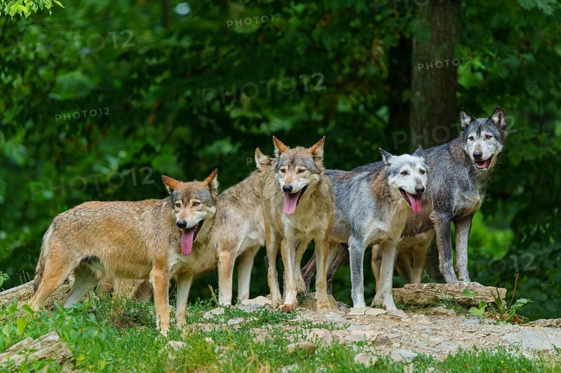 Timberwolf, wolf, American wolf (Canis lupus lycaon), Germany: Five wolves are standing together on a hill, surrounded by green woodland
