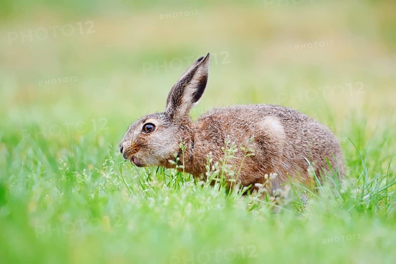 A brown hare (Lepus europaeus) is sitting in a meadow eating grass, North Rhine-Westphalia, Germany