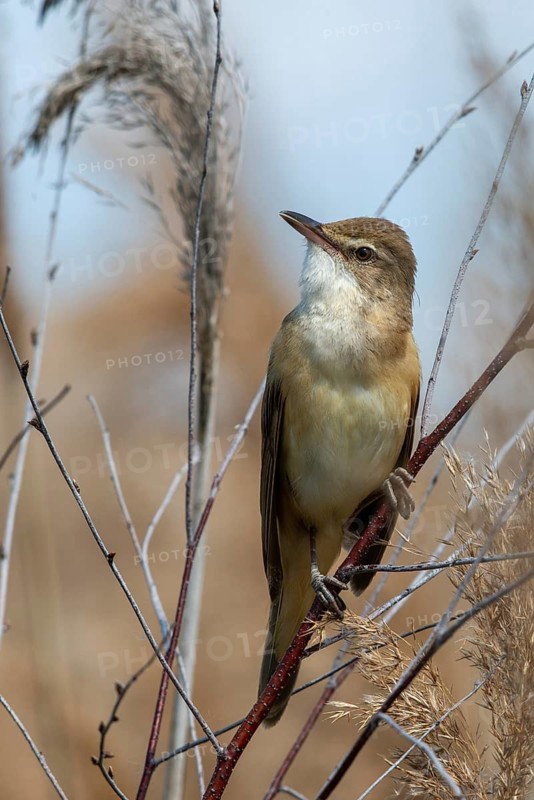 Acrocephalus Arundinaceus, Brandenburg, Germany, Reed Warbler, Nabu, Nabu Project, National Natural Heritage, Grünhaus Nature Paradise, Post-Mining Landscape, Birds, Grünhaus, High Size, Portrait Format, Passeri, Songbirds, Birds, Warbler