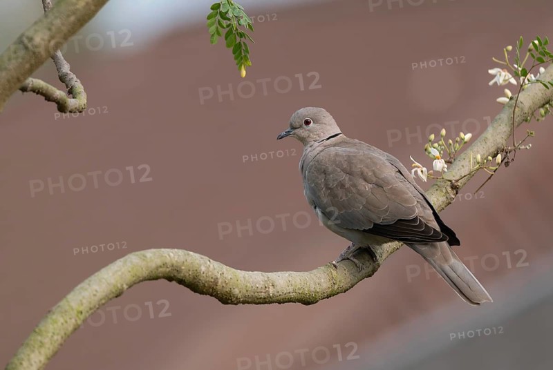 A Eurasian collared dove (Streptopelia decaocto) on a tree branch, sreepur, Gazipur, Bangladesh
