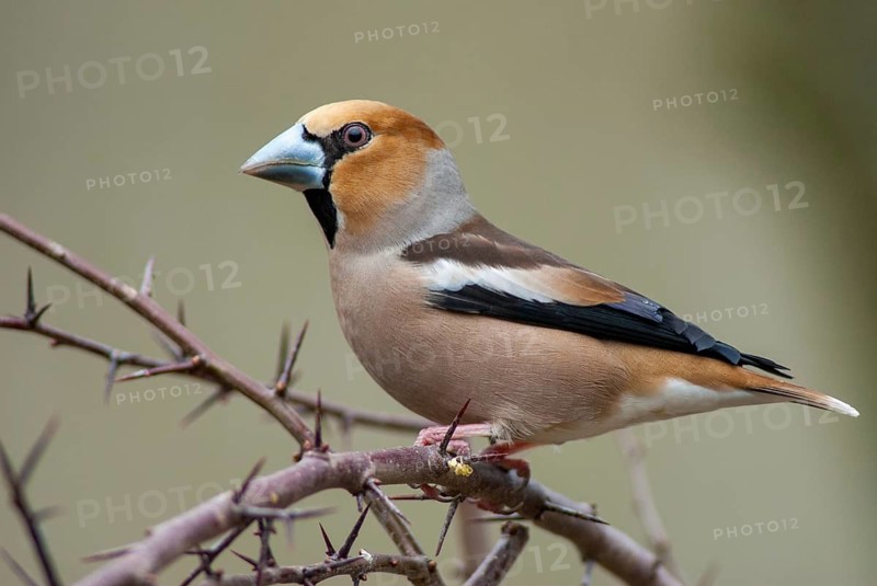 Coccothraustes Coccothraustes, Hawfinch, Heartbiters, Birds, Passeri, Songbirds, Birds