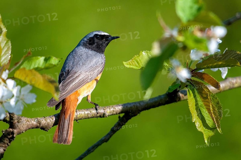 Redtail, Phoenicurus phoenicurus, redstart, birds, garden birds, male, passeri, songbirds, birds