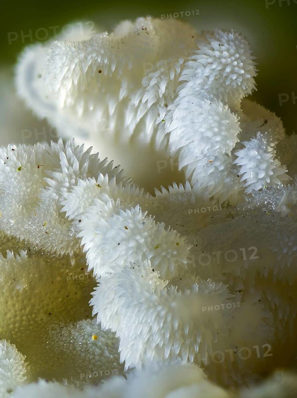 Ice mushroom, ice tooth, gelatinous tremor tooth, gelatinous spinger, toothed jelly mushroom, pseudohydnum gelatinosum, white jelly mushroom, white shiver, white-faced ice mushroom, trembling tooth, false hedgehog mushroom, fungus, high size, portrait format, mushrooms, toothed jelly fungus