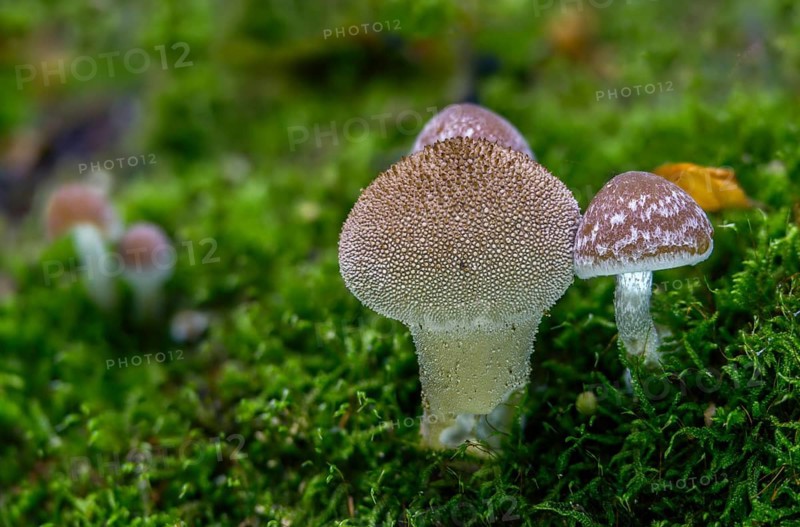 Cluster crumblecap, bottle dusting, lycoperdone perlatum, psathyrella hydrophila, psathyrella piluliformis, dust, white-stemmed stick sponge, watery fiberling, watery grumbling, watery mumbling, common puffball, devil's snuff box, fungi, fungus, gem-stun Dded puffball, mushrooms, warted puffball, wolf farts