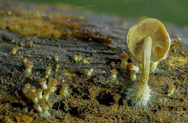 Cluster crumblecap, mushroom mycelium, psathyrella hydrophila, psathyrella piluliformis, white-stemmed stick sponge, watery fibrous, watery shortbread, watery mushroom, fungi, mycelium, mycelium, mushrooms