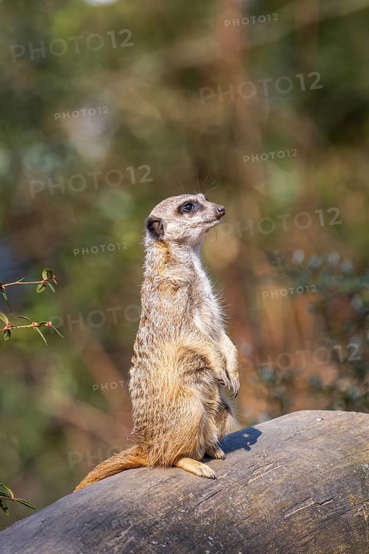 Meerkat (Suricata suricatta) standing sweet and curious in the desert, captive, occurrence Africa