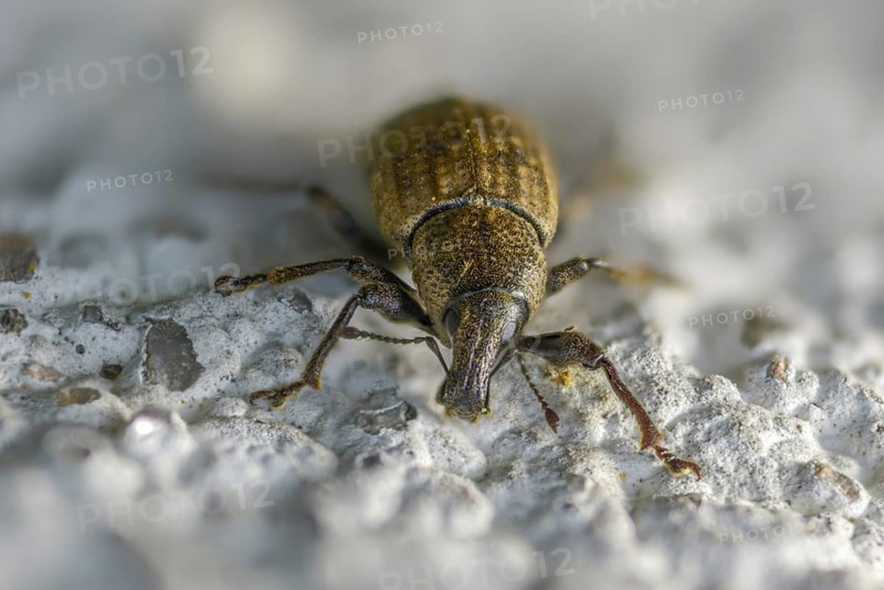 Barynotus obscurus, gloomy plump, beetle, coleoptera, insects, beetles